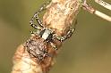 Xysticus_ferrugineus_D2999_Z_88_NP De Hoge Veluwe_Nederland